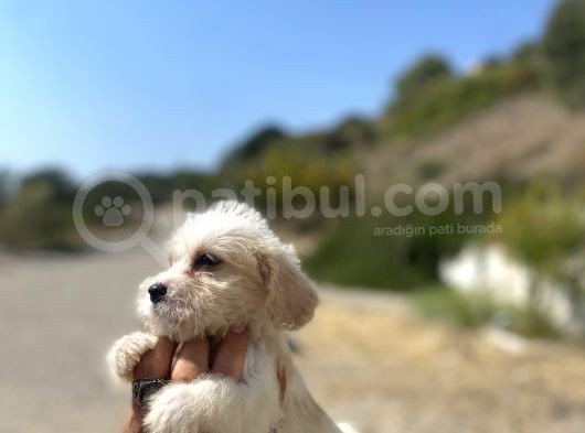 0 No Maltipoo Kızımız görsel
