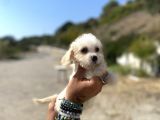 0 No Maltipoo Kızımız