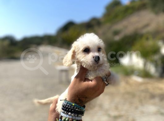 0 No Maltipoo Kızımız görsel