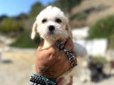 0 no maltipoo kızımız