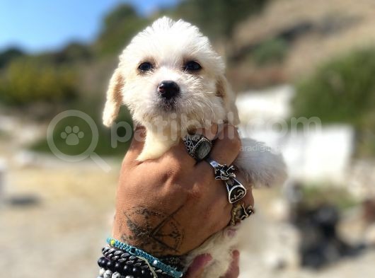 0 No Maltipoo Kızımız