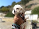 0 No Maltipoo Kızımız