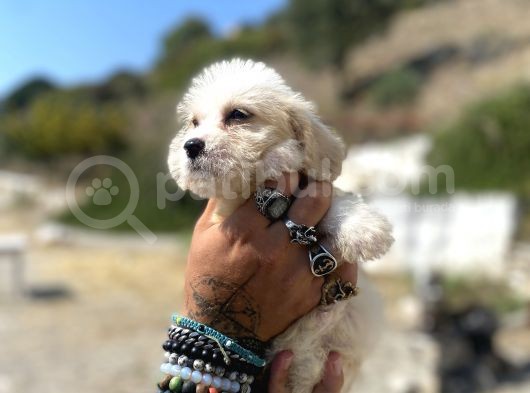 0 No Maltipoo Kızımız görsel