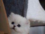 BRITISH SHORTHAIR YAVRULARI VONALP PET GARANTISIYLE