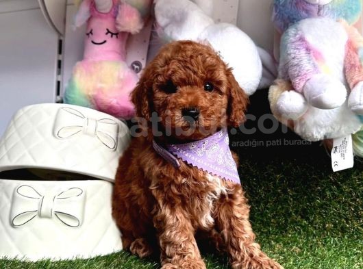 Safkan Toy Poodle Yavrularımız