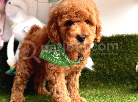Safkan Toy Poodle Yavrularımız görsel
