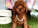 Safkan Toy Poodle Yavrularımız