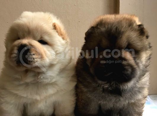 Chow Chow Çin Aslanı Yavrularımız görsel