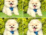 Show Kalite Pomeranian Boo Yavrular