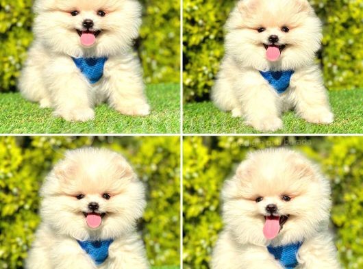 Show Kalite Pomeranian Boo Yavrular
