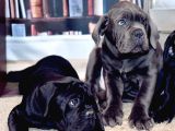 Cane Corso Yavrularimiz