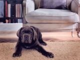 Cane Corso Yavrularimiz
