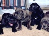 Cane Corso Yavrularimiz