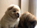 Chow Chow Çin Aslanı Yavrularımız