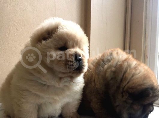 Chow Chow Çin Aslanı Yavrularımız görsel