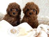 SECERELİ TEACUP POODLE YAVRULARI