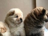 Chow Chow Çin Aslanı Yavrularımız