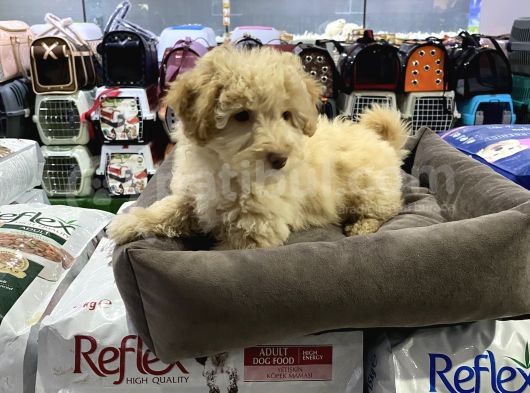 Vonalp Pet Garantisiyle Muhteşem Maltipoo Bebekler