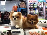SAF IRK ORJINALL POMERIAN BOO BEBEKLER VONALP PET TORIUM GARANTISIYLE
