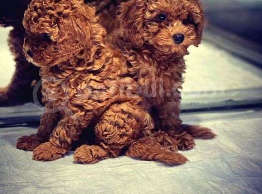 VONALP PET TORIUM SUBE EFSANE KALITEDE TOY POODLE YAVRULARI