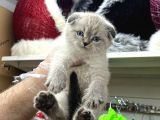 VONALP PET GARANTISIYLE SCOTTİSH FOLD YAVRULARI