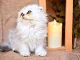 birinci Sınıf NS11 Scottishfold Longhair