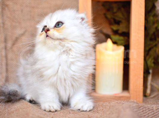 Birinci Sınıf Ns11 Scottishfold Longhair