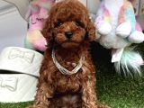 Sevimli Poodle Yavrularımız Dişi Ve Erkek