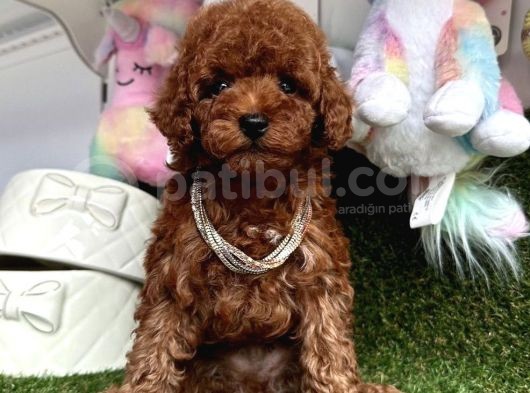 Sevimli Poodle Yavrularımız Dişi Ve Erkek