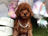 Sevimli Poodle Yavrularımız Dişi Ve Erkek