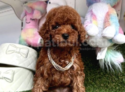 Sevimli Poodle Yavrularımız Dişi Ve Erkek görsel
