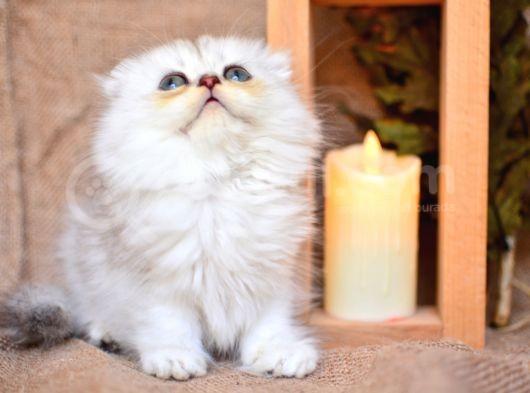Birinci Sınıf Ns11 Scottishfold Longhair görsel