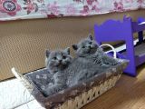 Safkan British Shorthair Erkek yavru