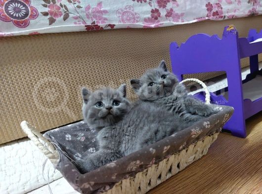 Safkan British Shorthair Erkek Yavru