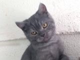 Orjinal Irk British Shorthair Yavrular