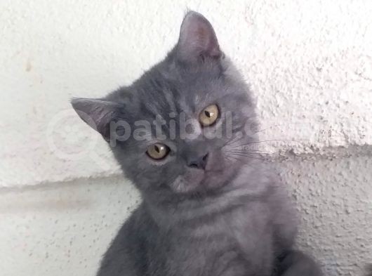 Orjinal Irk British Shorthair Yavrular görsel