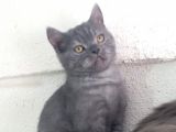 Orjinal Irk British Shorthair Yavrular