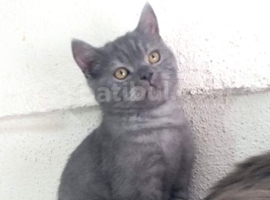 Orjinal Irk British Shorthair Yavrular görsel