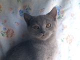 Orjinal Irk British Shorthair Yavrular