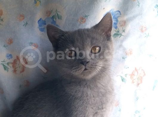 Orjinal Irk British Shorthair Yavrular görsel