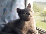 Orjinal Irk British Shorthair Yavrular