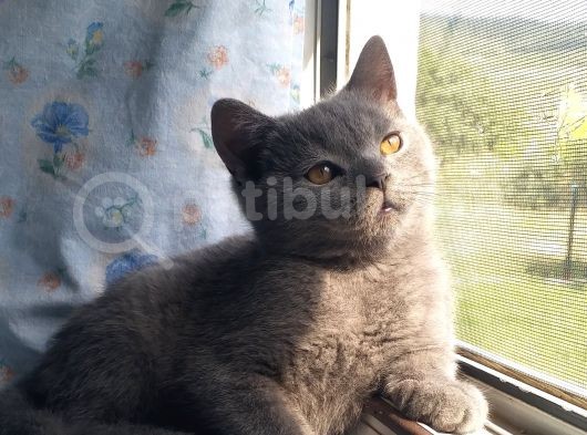 Orjinal Irk British Shorthair Yavrular görsel