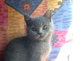 Orjinal Irk British Shorthair Yavrular