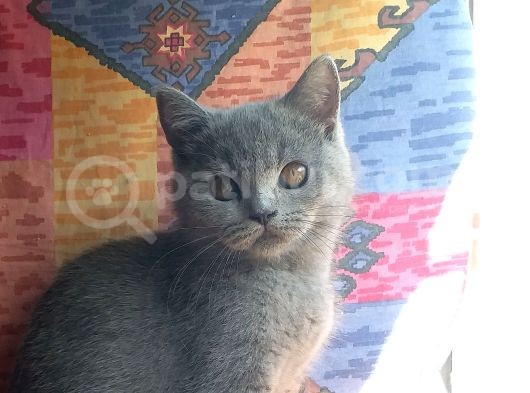 Orjinal Irk British Shorthair Yavrular görsel