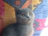Orjinal Irk British Shorthair Yavrular