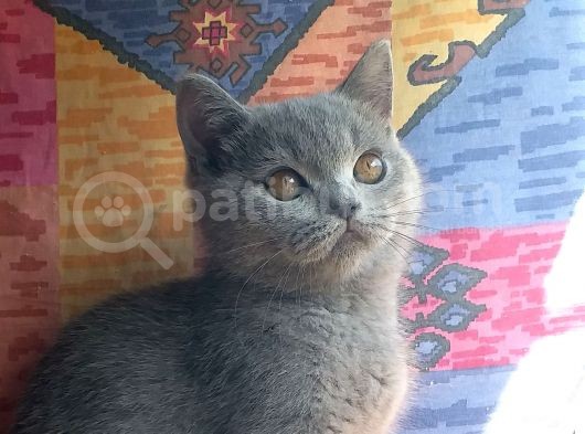 Orjinal Irk British Shorthair Yavrular