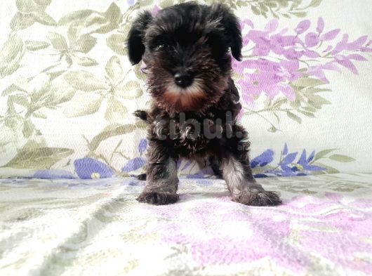 Uygun Fi̇yat Minyatür Schnauzer Yavrularımız görsel