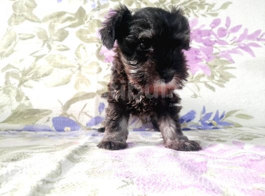 Uygun Fi̇yat Minyatür Schnauzer Yavrularımız görsel