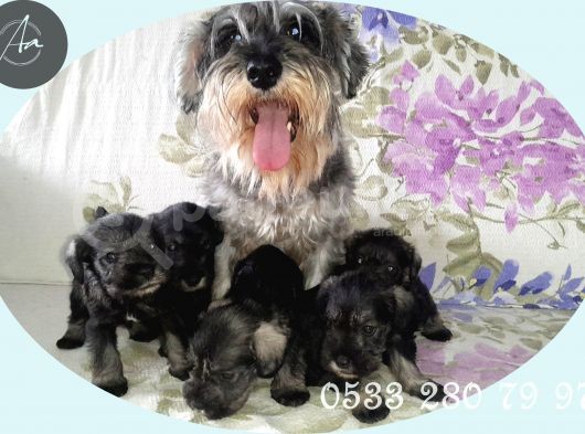 Uygun Fi̇yat Minyatür Schnauzer Yavrularımız