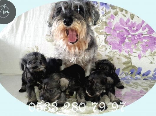 Uygun Fi̇yat Minyatür Schnauzer Yavrularımız görsel
